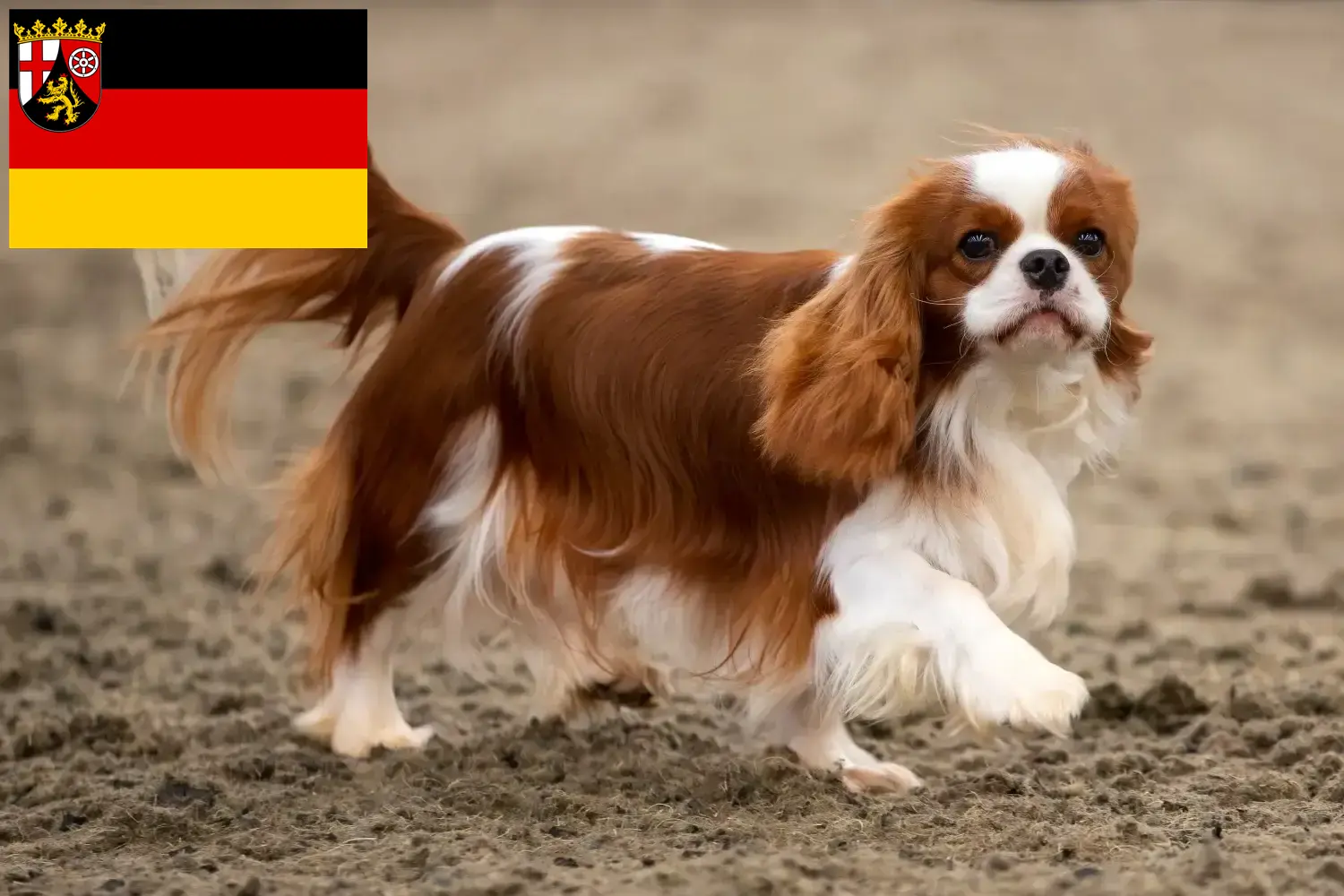 Cavalier King Charles Spaniel Chiots et éleveurs Rhénanie-Palatinat Ici, tu trouveras des éleveurs de Cavalier King Charles Spaniels en Rhénanie-Palatinat.