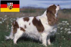 Lire la suite à propos de l’article Cavalier King Charles Spaniel éleveurs et chiots en Sarre