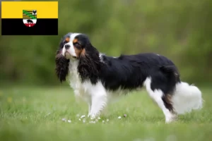 Lire la suite à propos de l’article Cavalier King Charles Spaniel éleveurs et chiots en Saxe-Anhalt