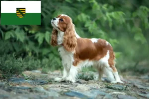 Lire la suite à propos de l’article Cavalier King Charles Spaniel Éleveurs et chiots en Saxe