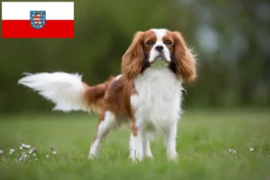 Lire la suite à propos de l’article Cavalier King Charles Spaniel éleveurs et chiots en Thuringe