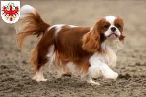 Lire la suite à propos de l’article Éleveurs de Cavalier King Charles Spaniel et chiots au Tyrol