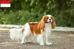 Lire la suite à propos de l’article Éleveurs de Cavalier King Charles Spaniel et chiots à Vienne
