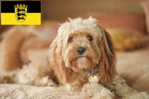 Lire la suite à propos de l’article Cavoodle éleveurs et chiots en Baden-Württemberg