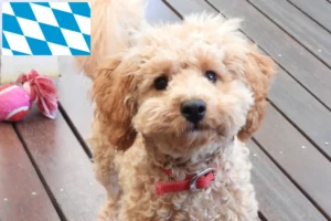 Lire la suite à propos de l’article Éleveurs de Cavoodle et chiots en Bavière
