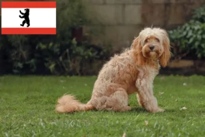 Lire la suite à propos de l’article Éleveurs de Cavoodle et chiots à Berlin