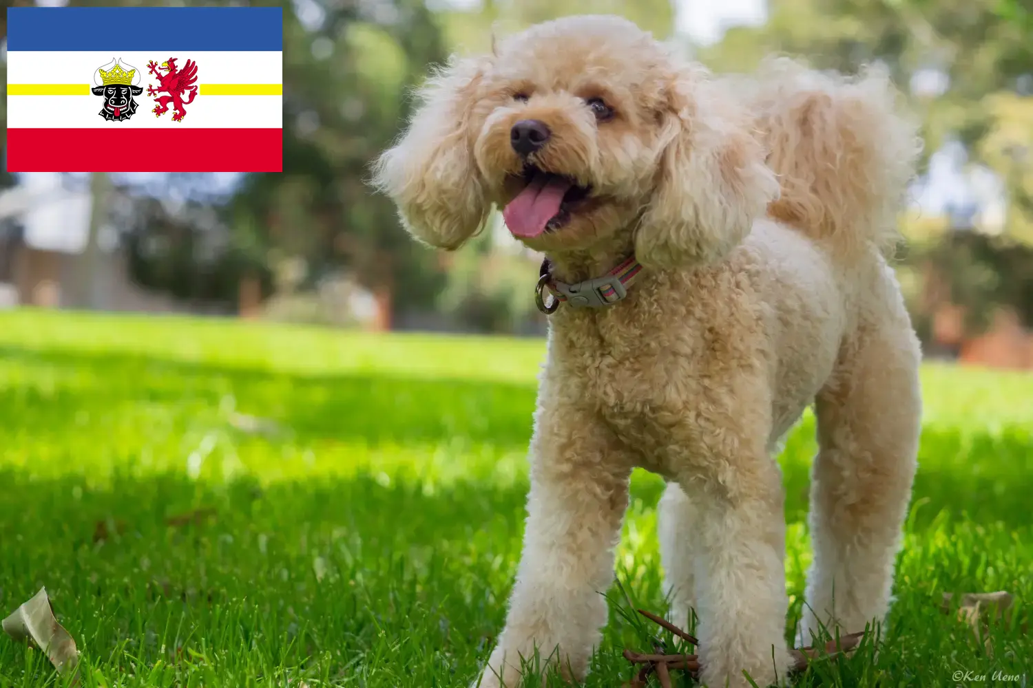 Cavoodle chiots et éleveurs Mecklenburg-Vorpommern Ici, tu trouveras des éleveurs de Cavoodles dans le Mecklembourg-Poméranie occidentale.