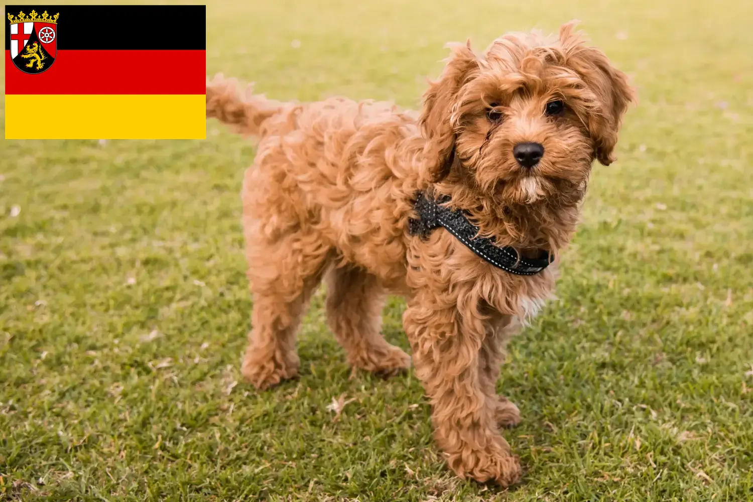 Cavoodle chiots et éleveurs Rhénanie-Palatinat Ici tu trouves des éleveurs de Cavoodles en Rhénanie-Palatinat.