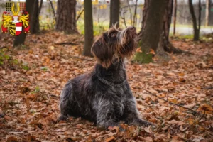 Lire la suite à propos de l’article Český fousek éleveurs et chiots en Carinthie