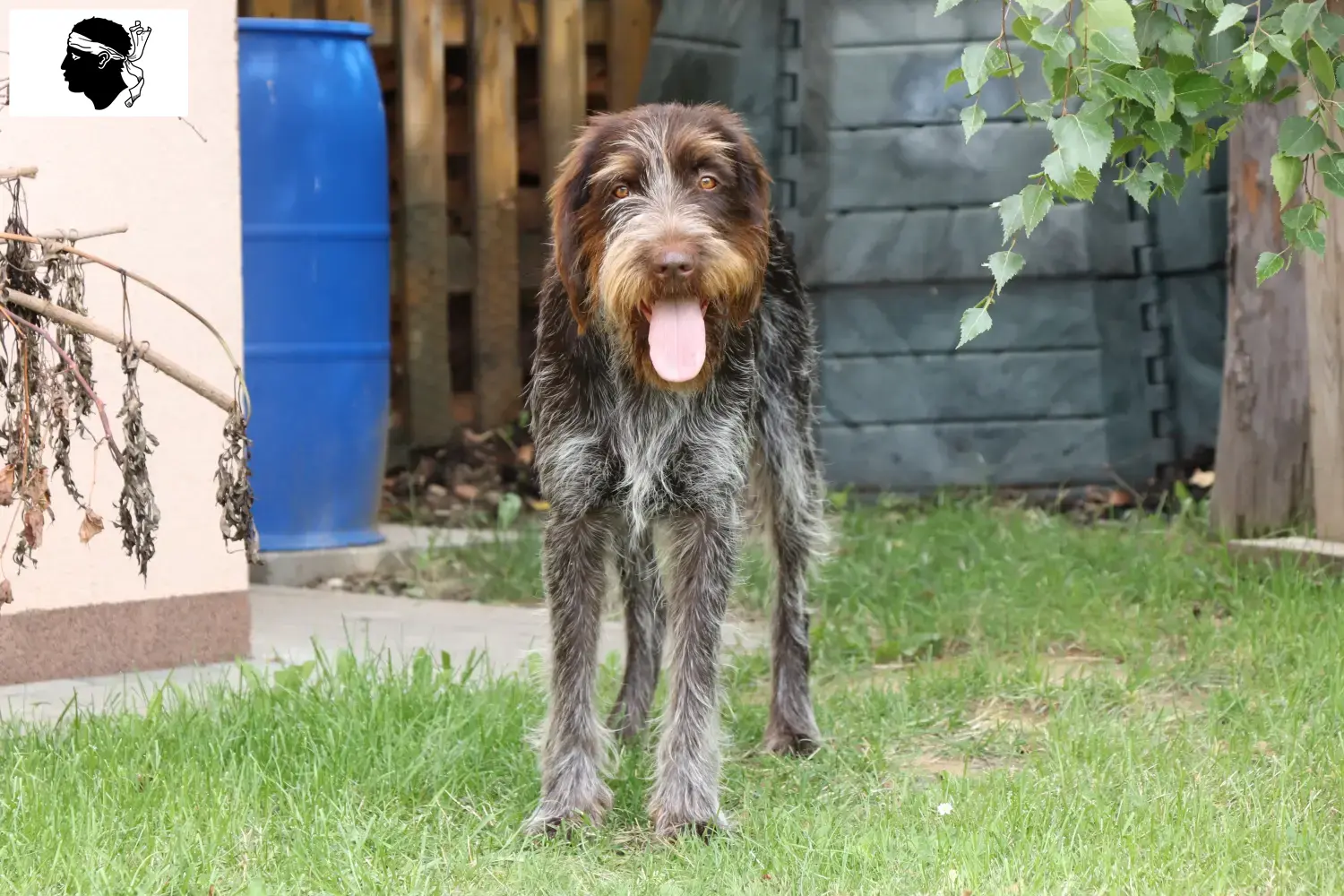 Český fousek chiots et éleveurs Corse Ici vous trouverez les éleveurs de Český fouseks en Corse.