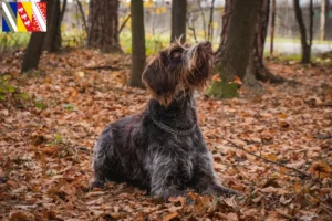 Lire la suite à propos de l’article Český fousek éleveurs et chiots en Grand Est