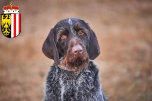 Lire la suite à propos de l’article Český fousek éleveurs et chiots en Haute-Autriche