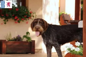 Lire la suite à propos de l’article Český fousek éleveurs et chiots en Nouvelle-Aquitaine