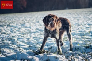 Lire la suite à propos de l’article Český fousek éleveurs et chiots en Occitanie