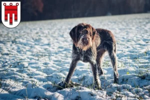 Lire la suite à propos de l’article Český fousek éleveurs et chiots dans le Vorarlberg