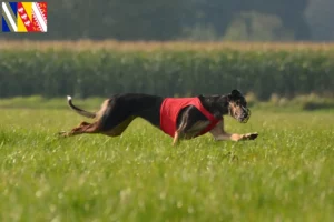 Lire la suite à propos de l’article Chart Polski Éleveurs et chiots en Grand Est