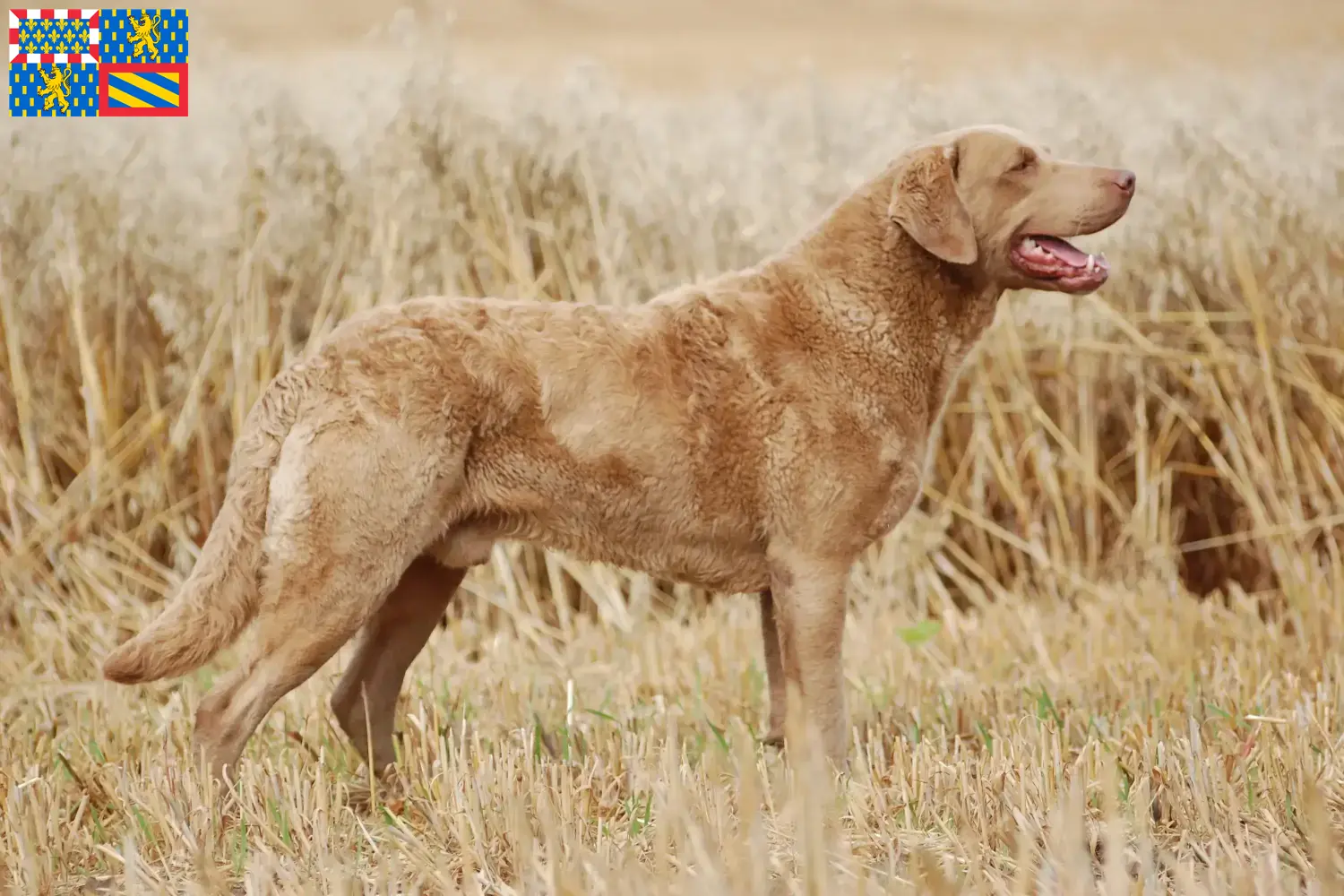 Chesapeake Bay Retriever chiots et éleveurs Bourgogne-Franche-Comté Ici, tu trouveras des éleveurs de Chesapeake Bay Retrievers en Bourgogne-Franche-Comté.