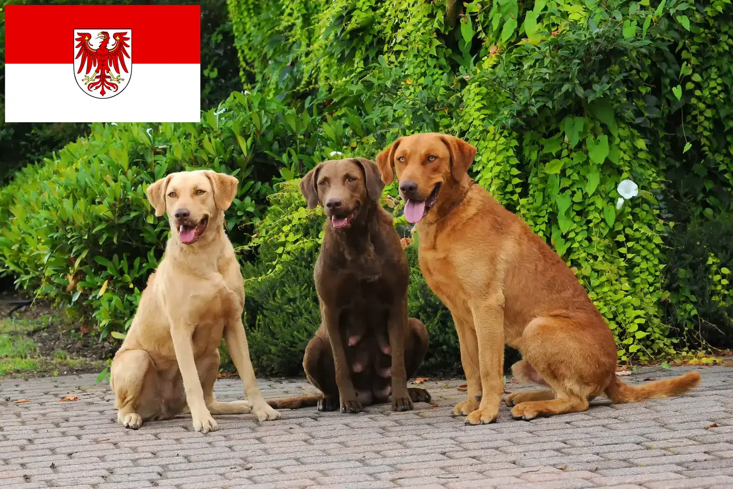 Chesapeake Bay Retriever chiots et éleveurs Brandebourg Ici tu peux trouver des éleveurs de Chesapeake Bay Retriever en Brandebourg.