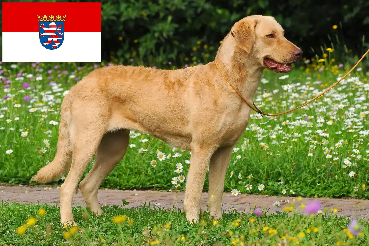Chesapeake Bay Retriever chiots et éleveurs Hesse Ici tu trouves des éleveurs de Chesapeake Bay Retriever en Hesse.