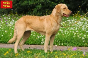 Lire la suite à propos de l’article Éleveurs de Retrievers de la Baie de Chesapeake et chiots en Normandie