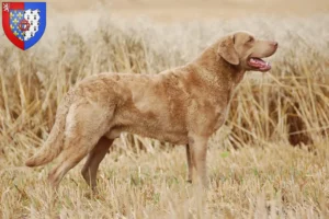 Lire la suite à propos de l’article Chesapeake Bay Retriever éleveurs et chiots en Pays de la Loire