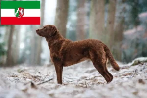 Lire la suite à propos de l’article Chesapeake Bay Retriever éleveurs et chiots en Rhénanie du Nord-Westphalie