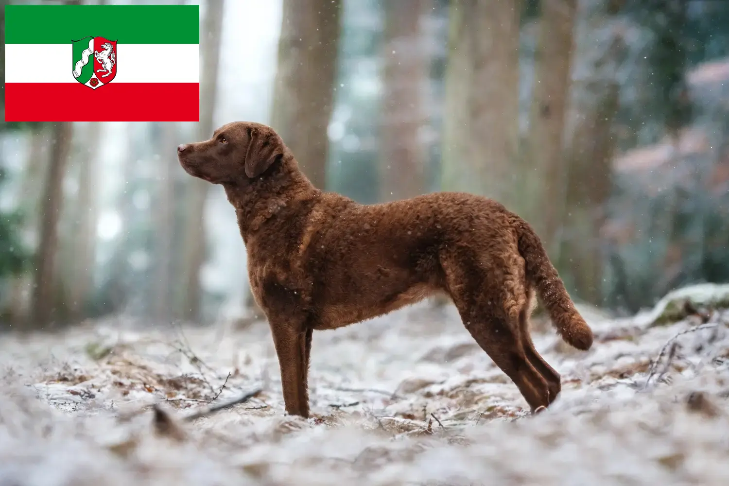 Chesapeake Bay Retriever chiots et éleveurs Rhénanie-du-Nord-Westphalie Ici, tu trouveras des éleveurs de Chesapeake Bay Retriever en Rhénanie-du-Nord-Westphalie.