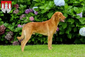Lire la suite à propos de l’article Chesapeake Bay Retriever éleveurs et chiots à Salzbourg