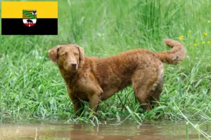 Lire la suite à propos de l’article Chesapeake Bay Retriever éleveurs et chiots en Saxe-Anhalt