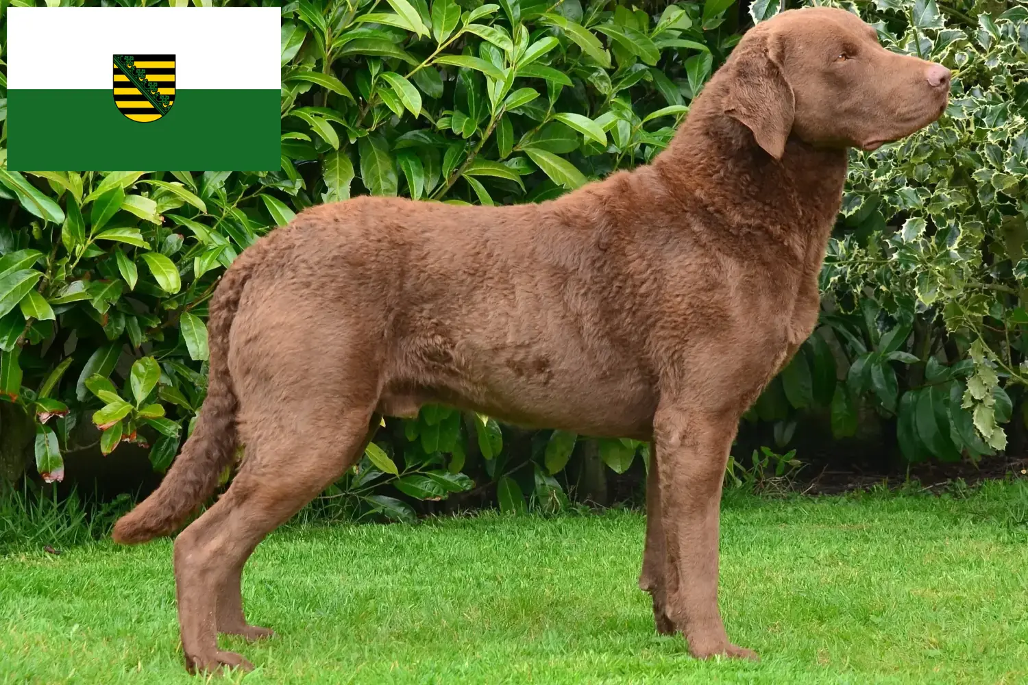 Chesapeake Bay Retriever chiots et éleveurs Saxe Ici, tu trouveras des éleveurs de Chesapeake Bay Retriever en Saxe.