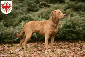Lire la suite à propos de l’article Chesapeake Bay Retriever éleveurs et chiots au Tyrol