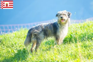 Lire la suite à propos de l’article Chien berger bergamasque éleveur et chiots à Brême