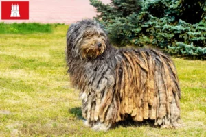Lire la suite à propos de l’article Chien berger bergamasque éleveur et chiots à Hambourg