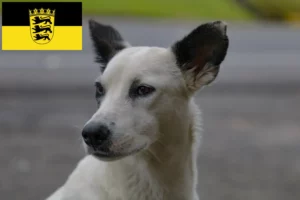 Lire la suite à propos de l’article Chien canadien éleveurs et chiots en Baden-Württemberg