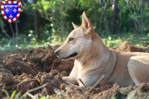 Lire la suite à propos de l’article Éleveurs de chiens du Canada et chiots en Centre-Val de Loire