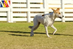Lire la suite à propos de l’article Éleveurs de chiens canadiens et chiots dans le Grand Est