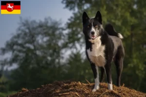 Lire la suite à propos de l’article Chien d’ours carélien éleveur et chiots en Basse-Saxe