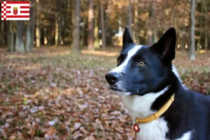 Lire la suite à propos de l’article Chien d’ours carélien éleveur et chiots à Brême