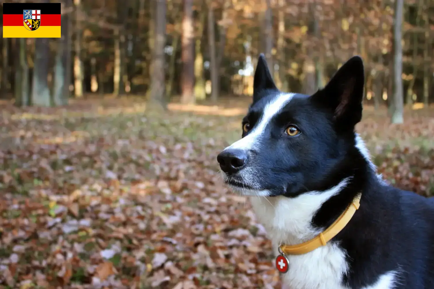 Chien d'ours carélien chiots et éleveurs Saarland Ici, tu trouveras des éleveurs de chiens d'ours caréliens en Sarre.