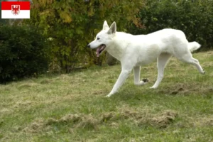 Lire la suite à propos de l’article Chien canadien éleveurs et chiots dans le Brandebourg