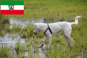 Lire la suite à propos de l’article Chien de Kanaan éleveurs et chiots en Rhénanie du Nord-Westphalie