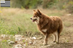 Lire la suite à propos de l’article Éleveur de chiens de rennes lapons et chiots en Bretagne
