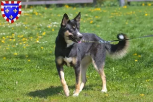 Lire la suite à propos de l’article Éleveurs de chiens de rennes lapons et chiots en Centre-Val de Loire