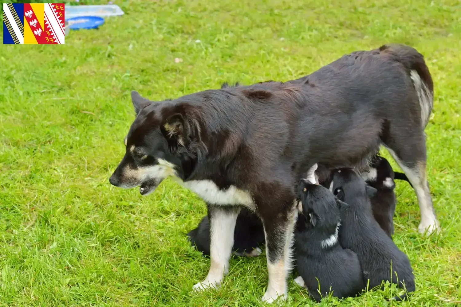 Chien de rennes lapon chiots et éleveurs Grand Est Ici tu trouves des éleveurs de chiens de rennes lapons en Grand Est.