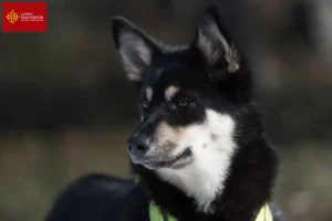 Lire la suite à propos de l’article Éleveurs de chiens de rennes lapons et chiots en Occitanie