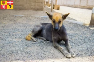 Lire la suite à propos de l’article Éleveurs de chiens nus péruviens et chiots en Auvergne-Rhône-Alpes