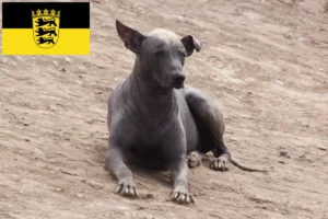 Lire la suite à propos de l’article Éleveurs de chiens nus péruviens et chiots en Baden-Württemberg