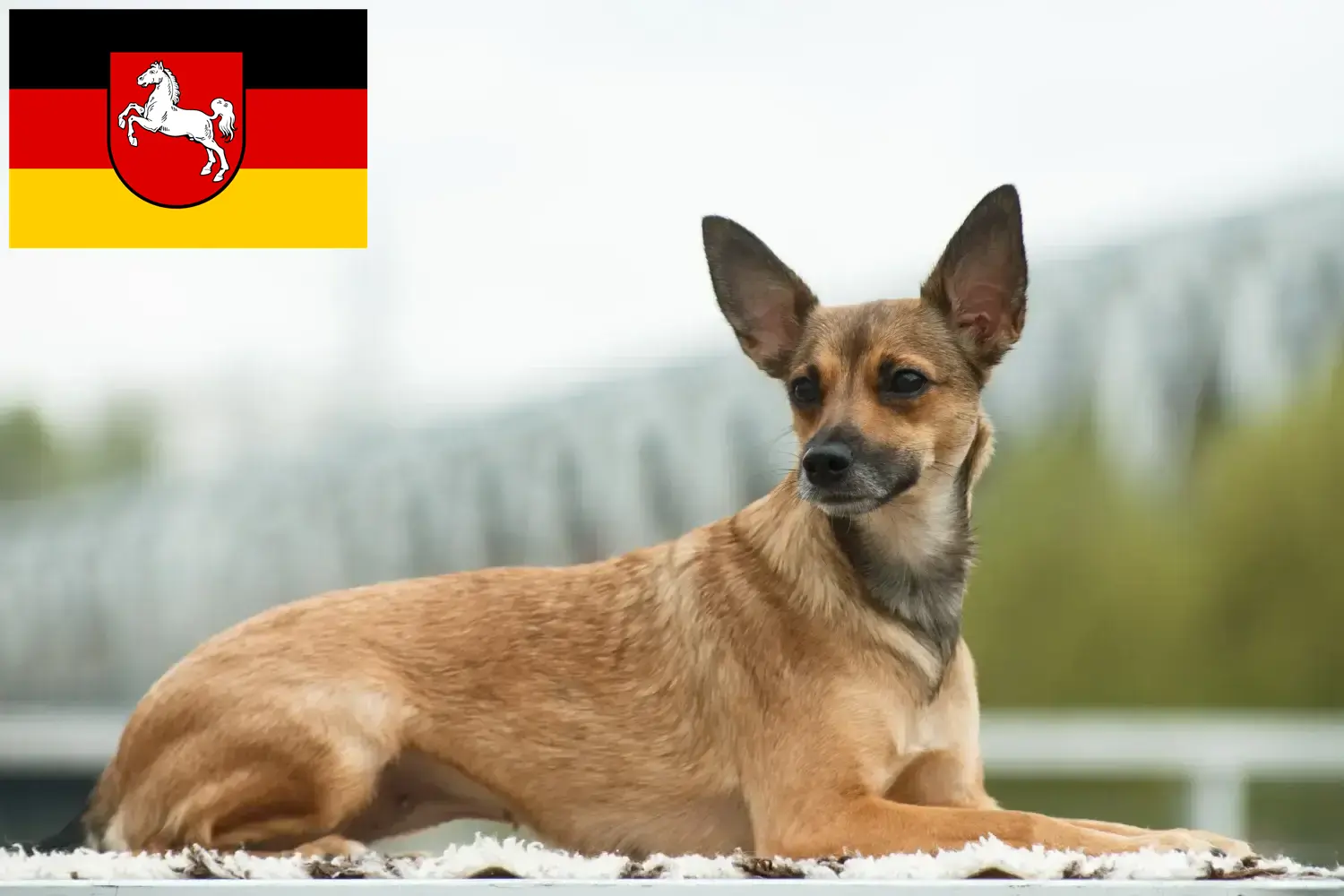 Chien nu péruvien chiots et éleveurs Basse-Saxe Ici tu trouves des éleveurs de chiens nus péruviens en Basse-Saxe.