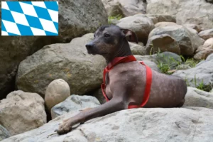 Lire la suite à propos de l’article Éleveurs de chiens nus péruviens et chiots en Bavière