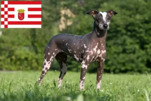Lire la suite à propos de l’article Éleveurs de chiens nus péruviens et chiots à Brême